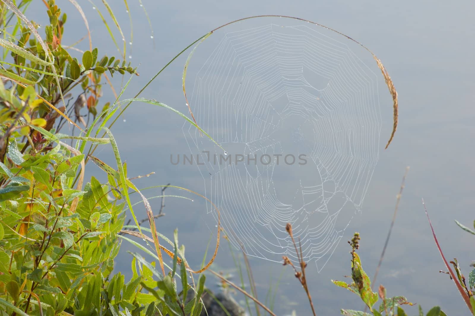 Spider web on high blade of grass in Killarney park