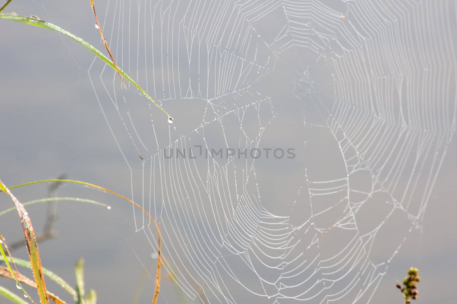 Spider web on high blade of grass in Killarney park