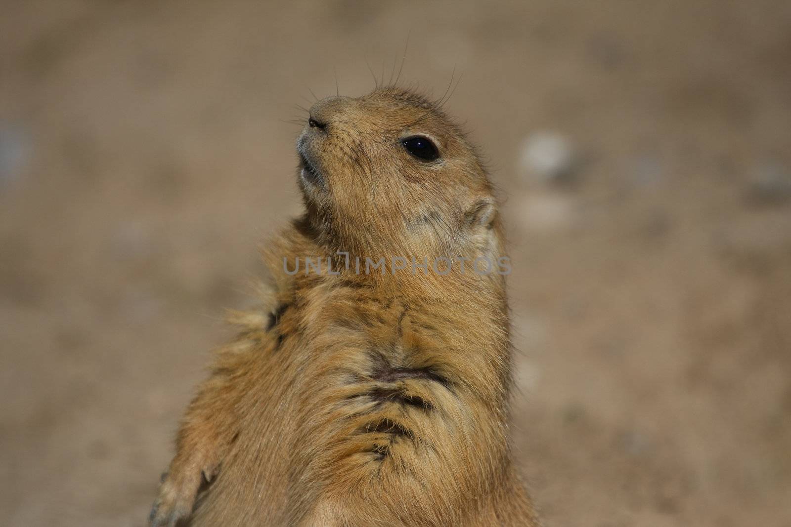 Prairie Dog genus Cynomys sitting at alert in afternoon sun