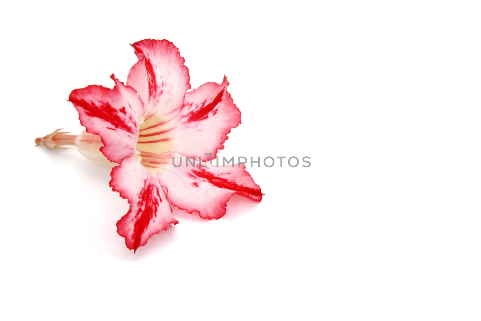 One red flower isolated on white background