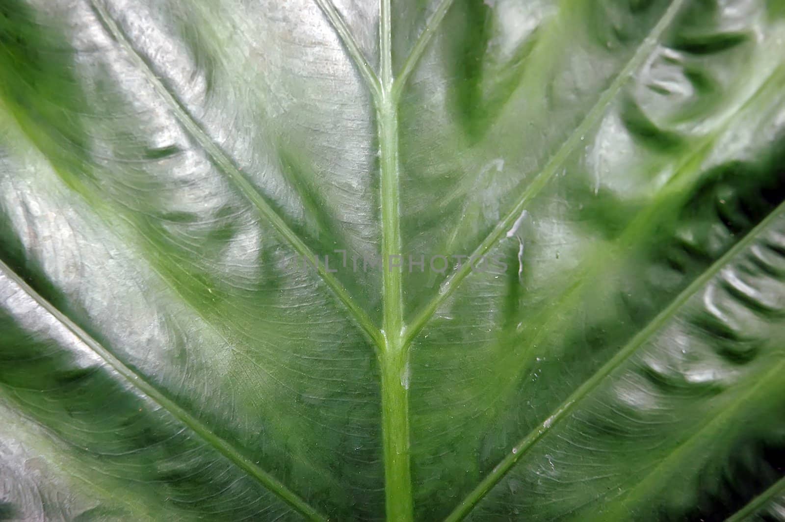 Leaf surface