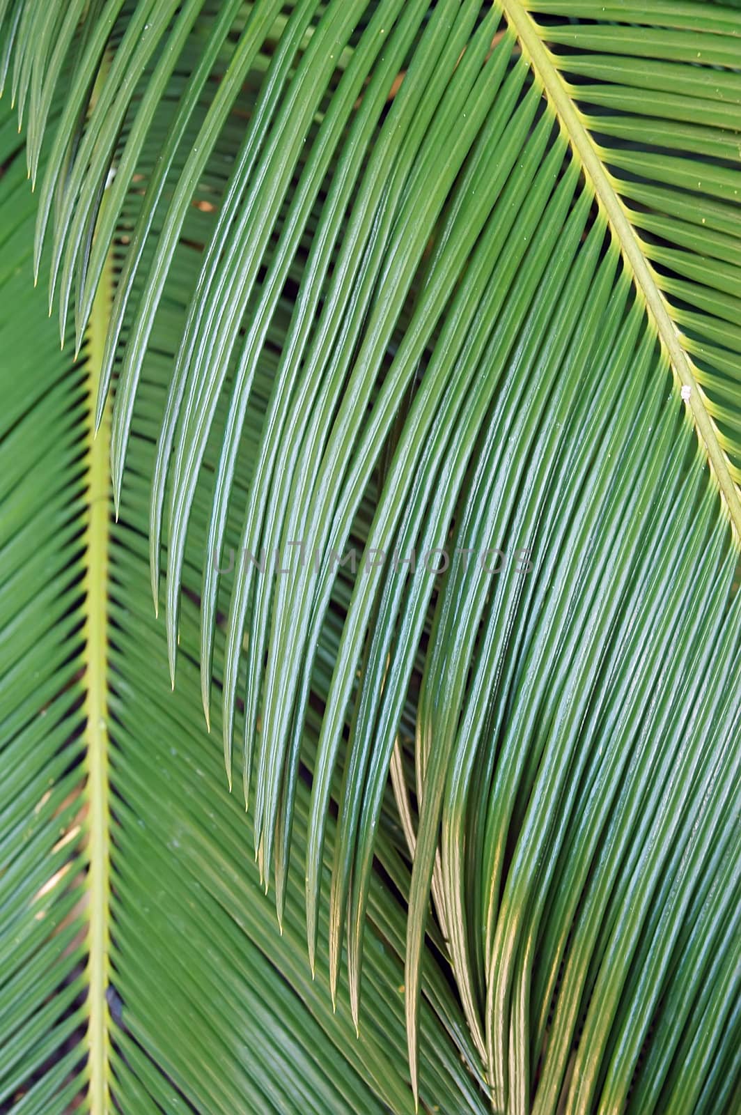Leaf surface