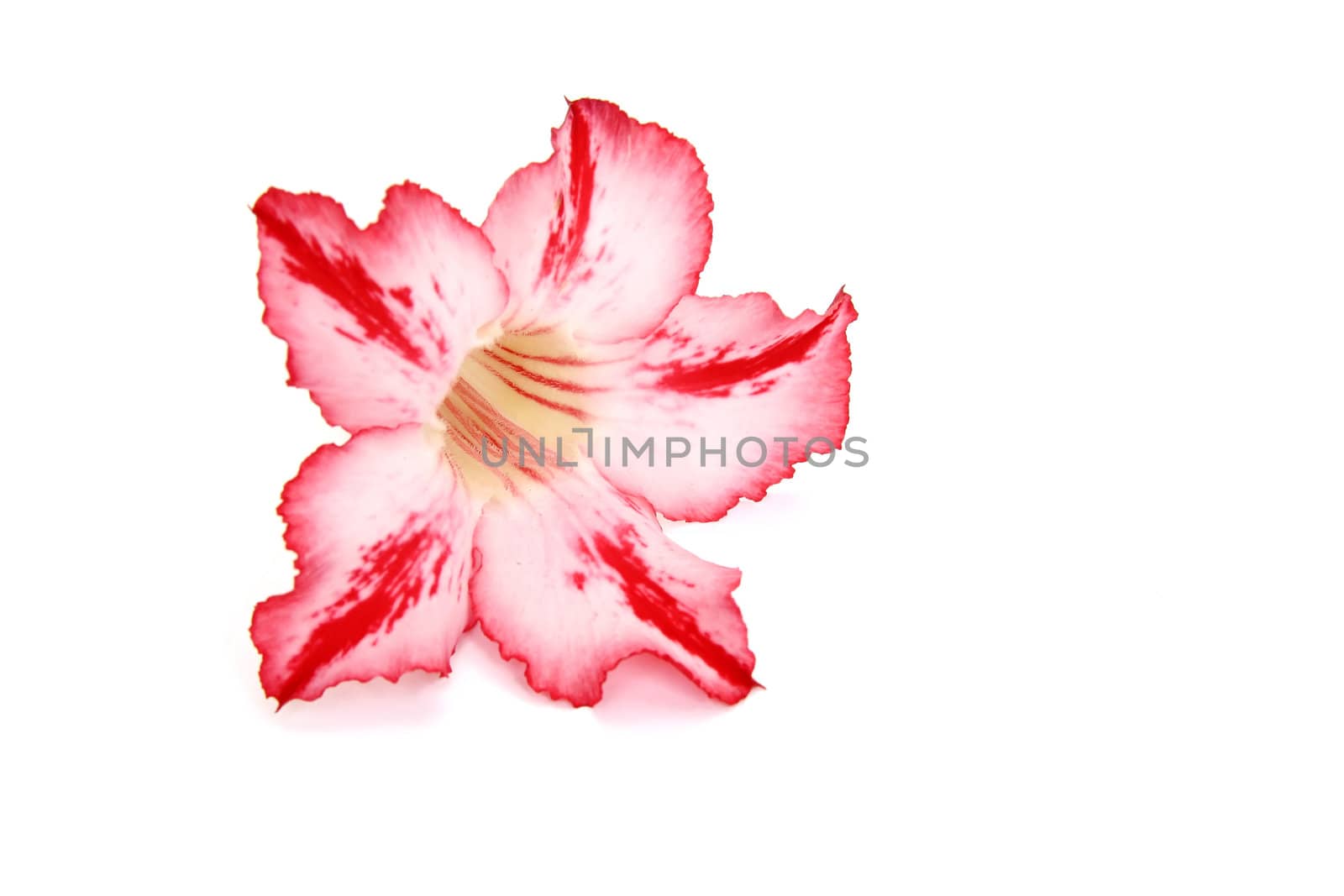 One red flower isolated on white background