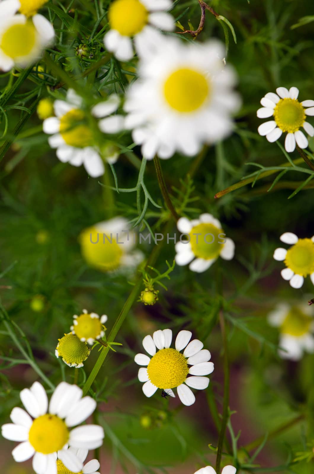 Daisy flowers blooming herbs in summer closeup by sauletas