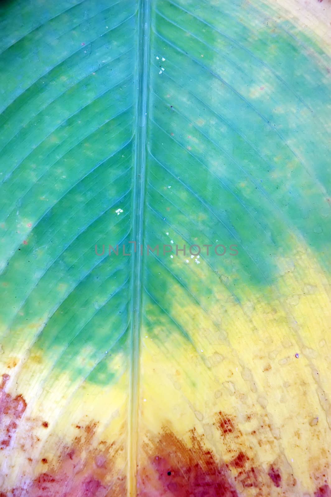 Leaf surface