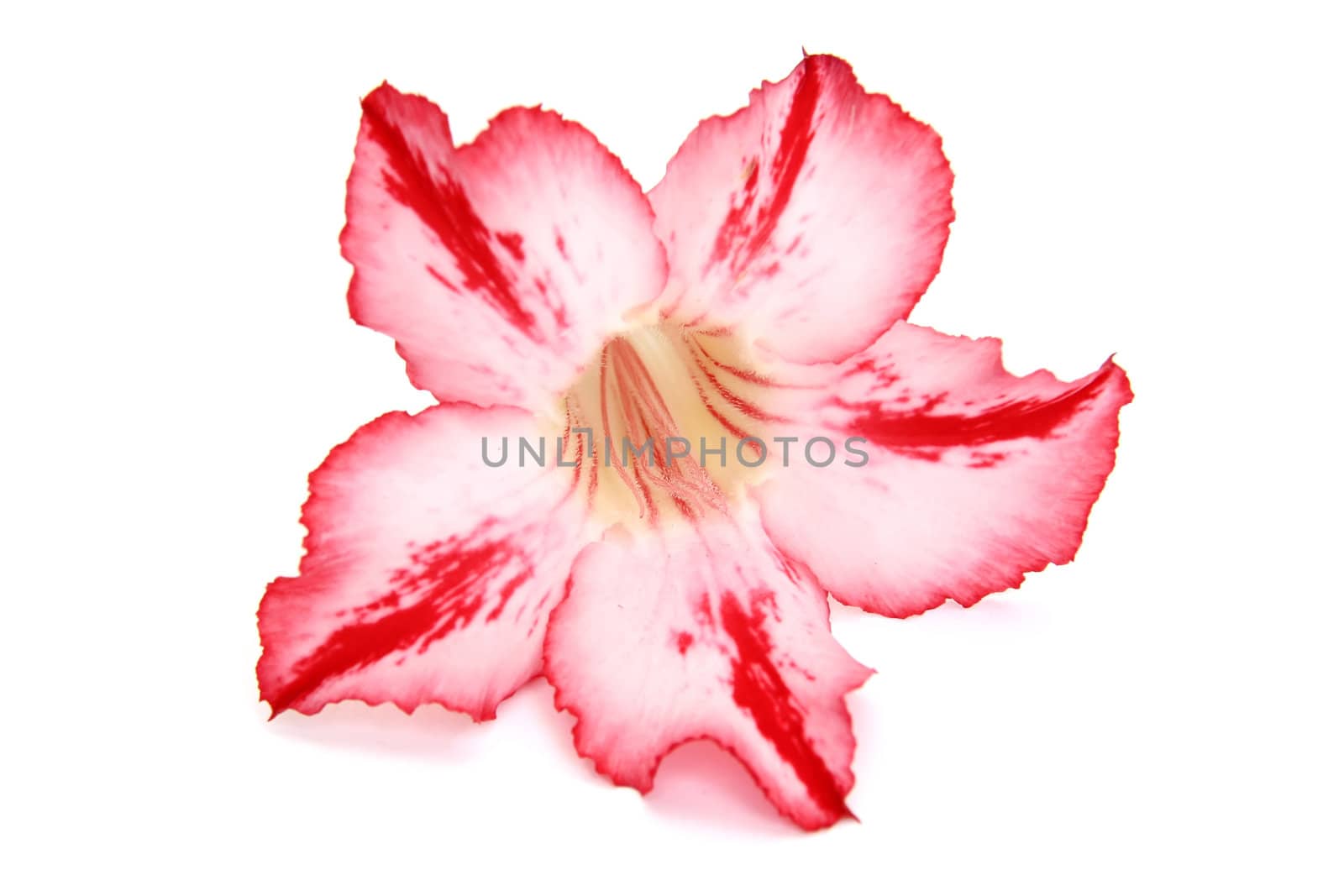 One red flower isolated on white background