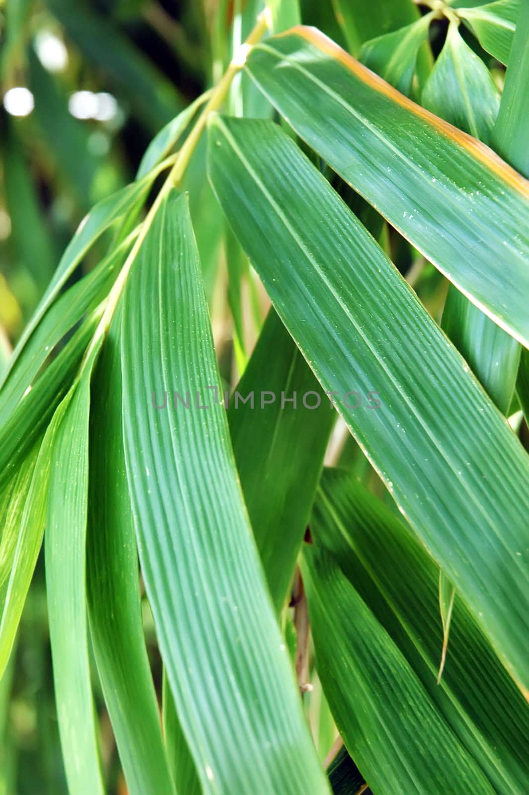 Leaf surface