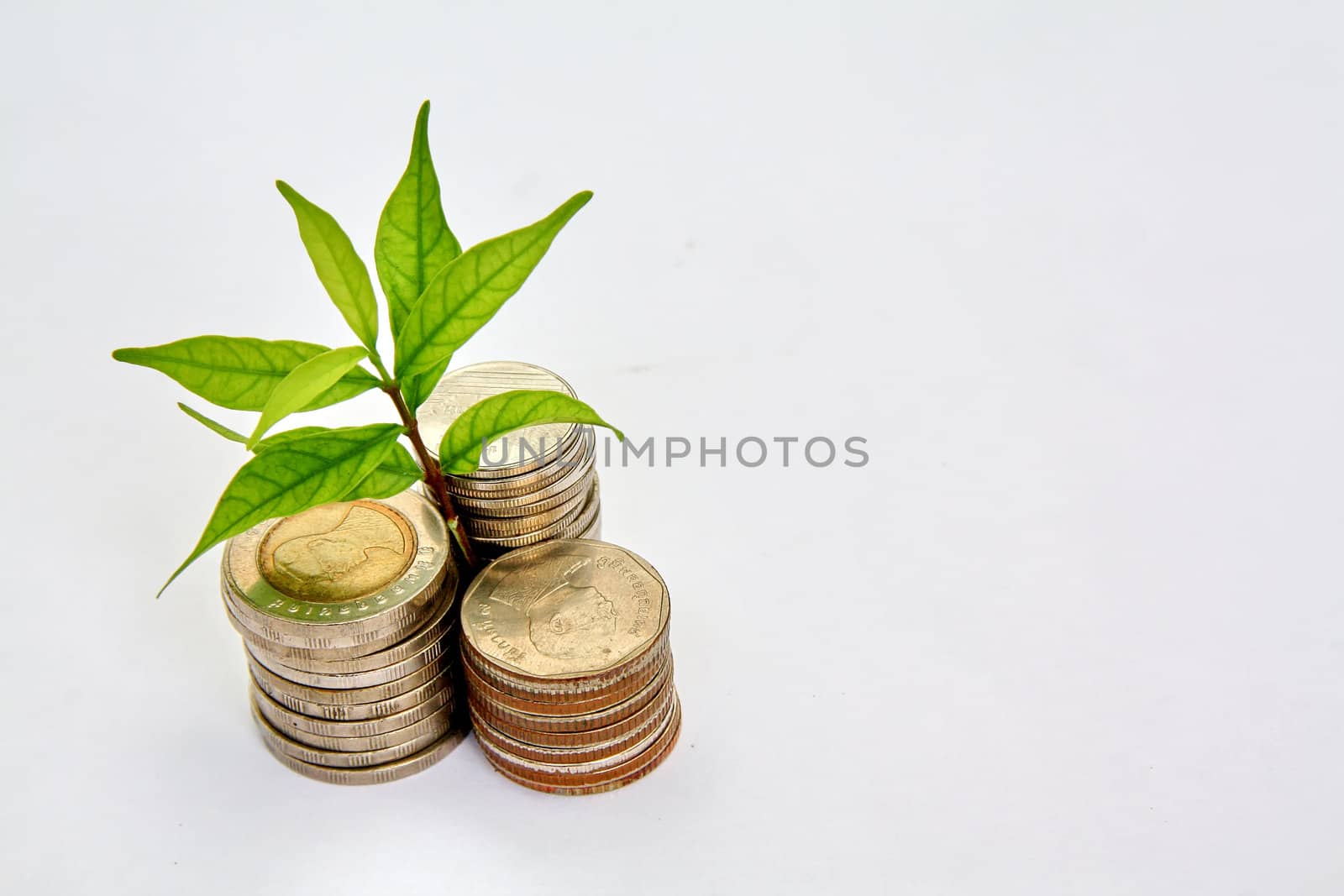 plant in coins