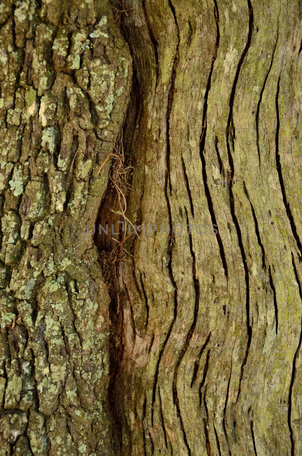 One trunk produces a merge tree growth of different bark patterns