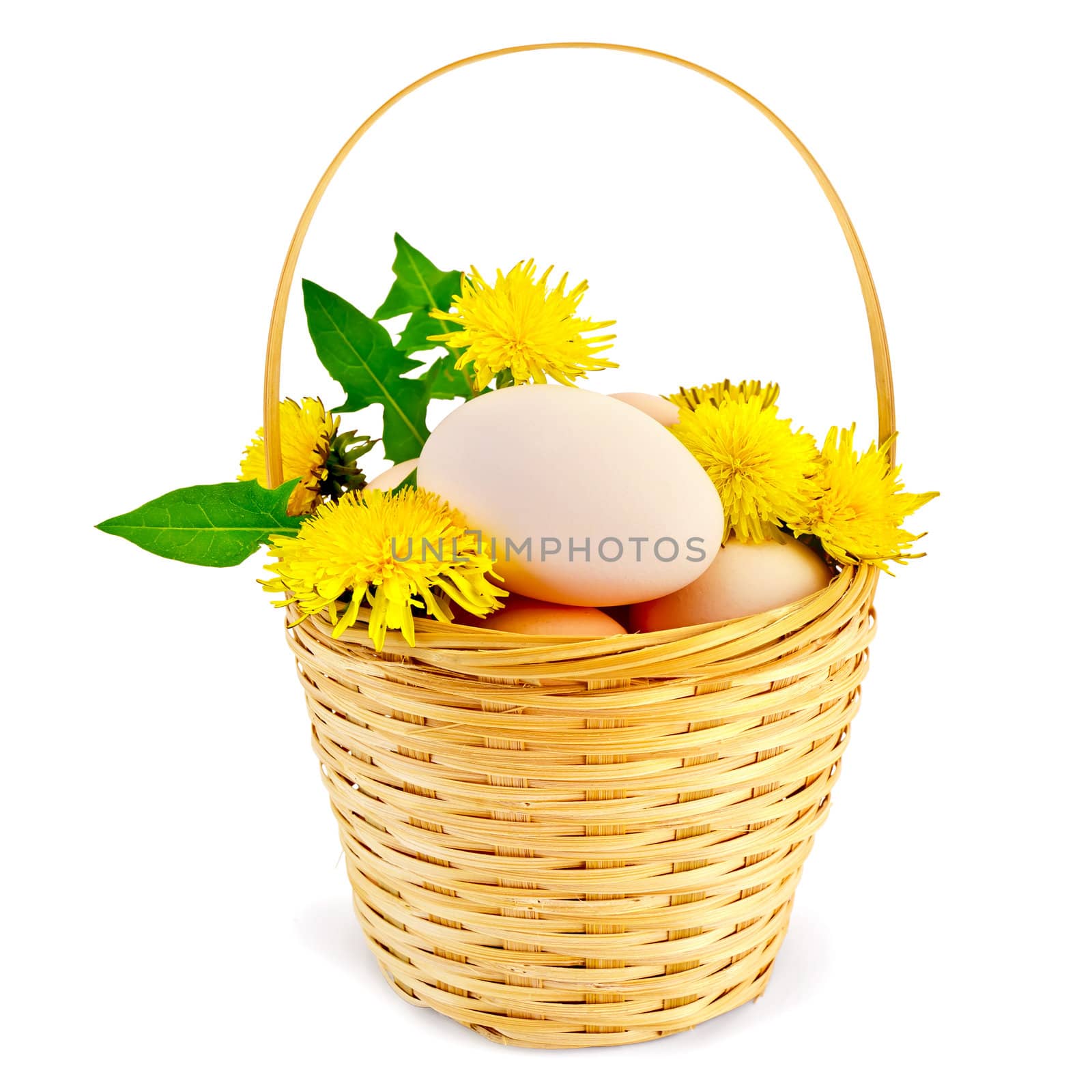 Eggs in a wicker basket with flowers and leaves of the dandelion is isolated on a white background