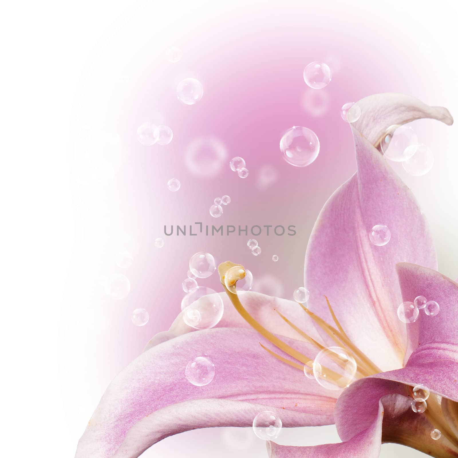 Pink beautiful lily.Holidays card by sergey150770SV