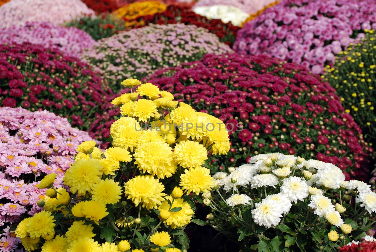 Garden  with different chrysanthemum flower