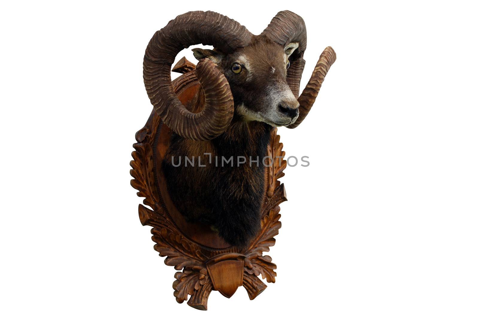 Moufflon hunting trophy isolated on white