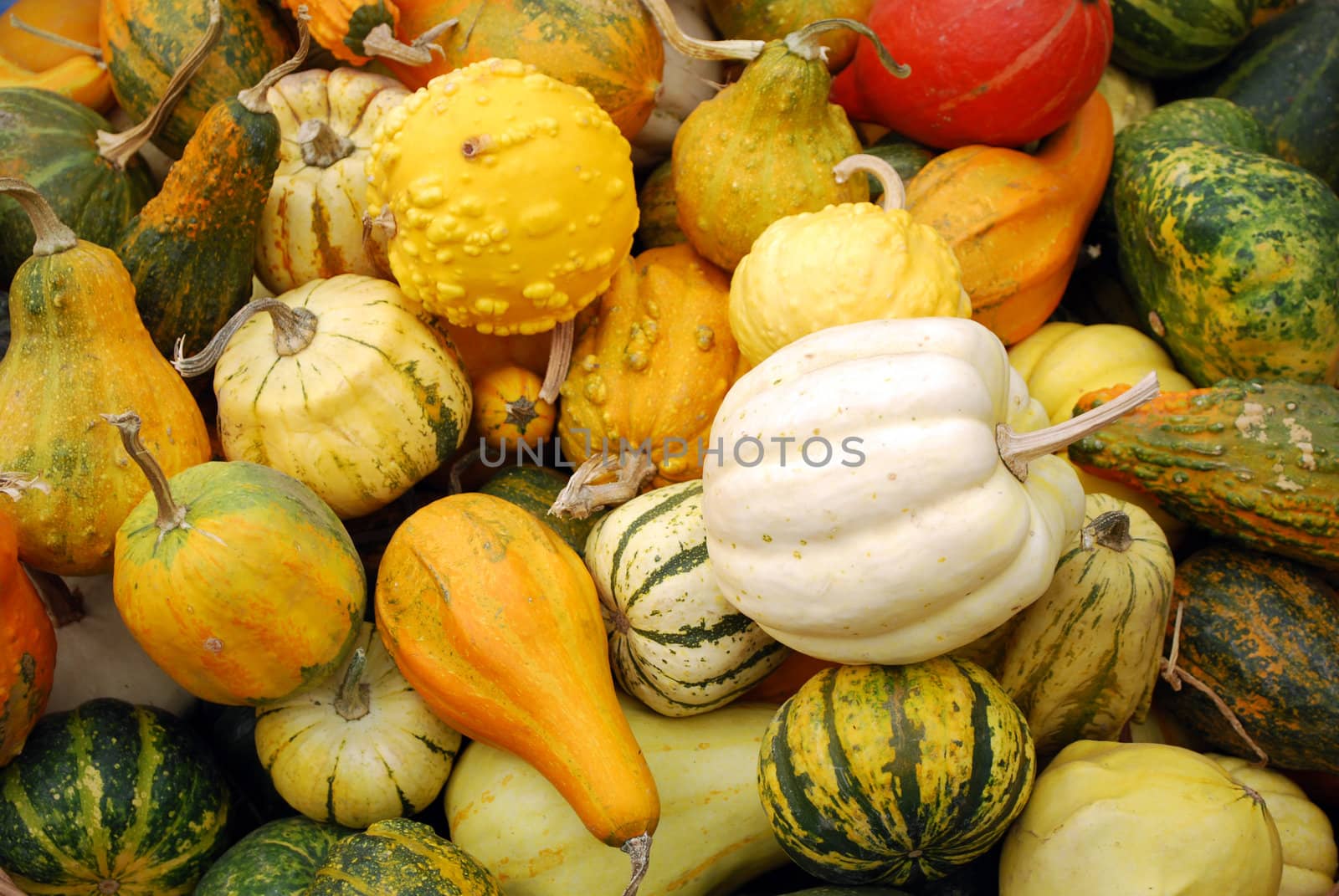 Different colorful pumpkins autumn scene