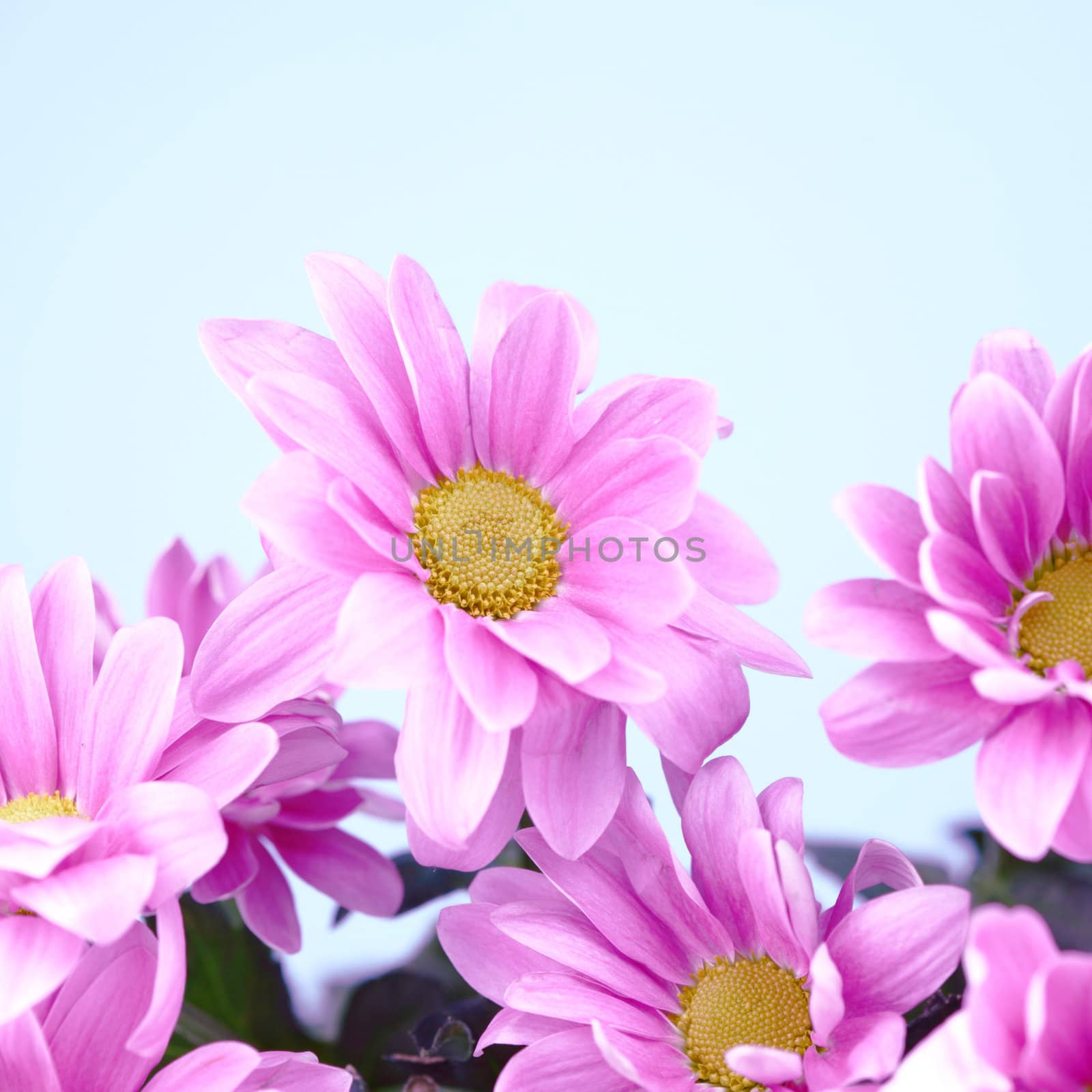 pink chrysanthemum macro close up