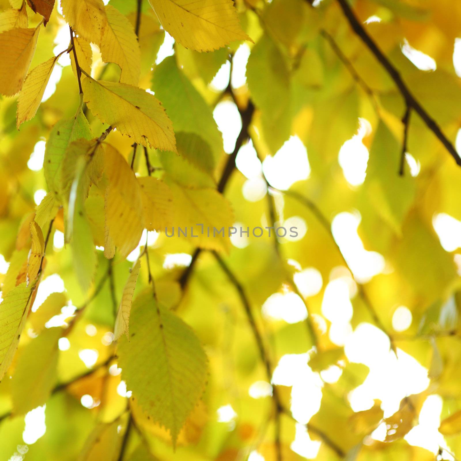 autumn leaves close up by Yellowj