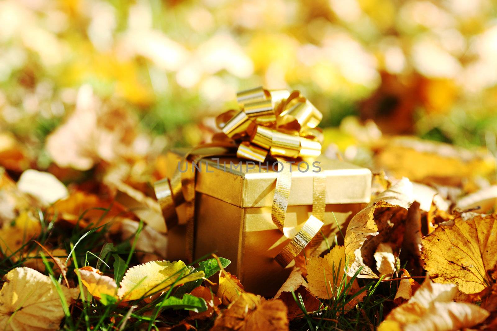 autumn gift