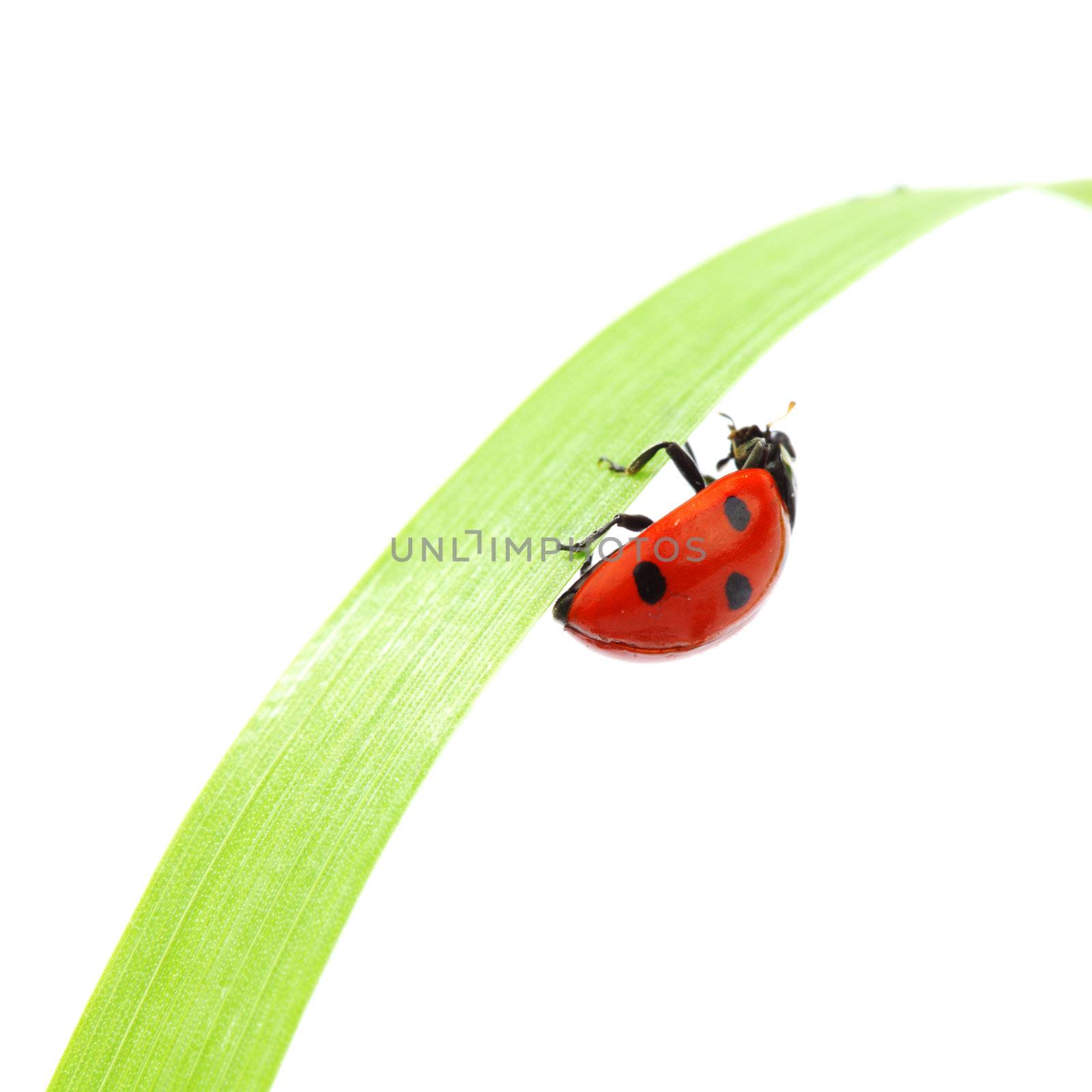 ladybug on grass isolated macro