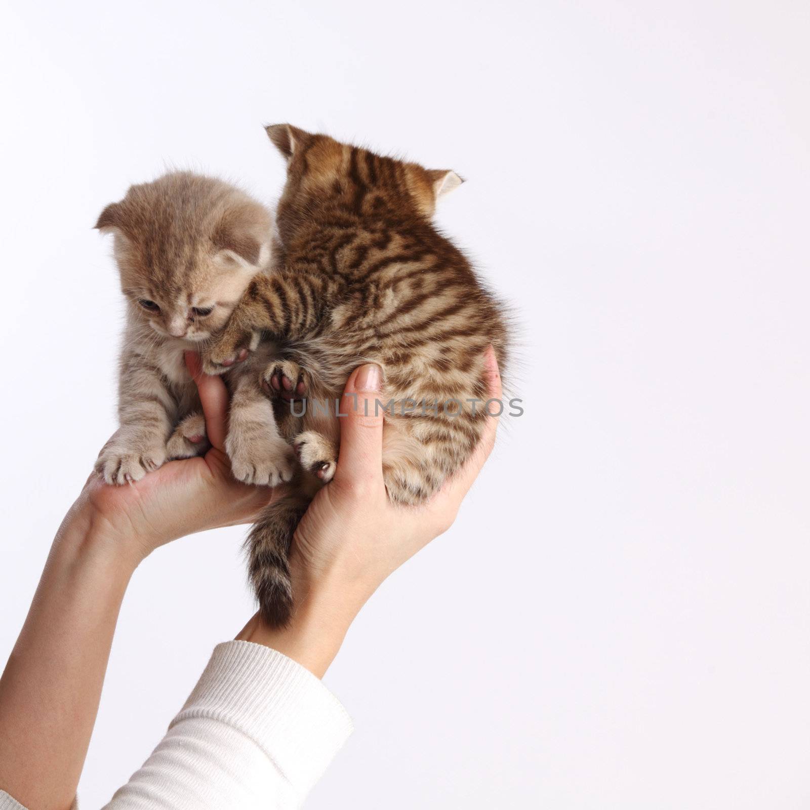 cat in hands isolated on white background