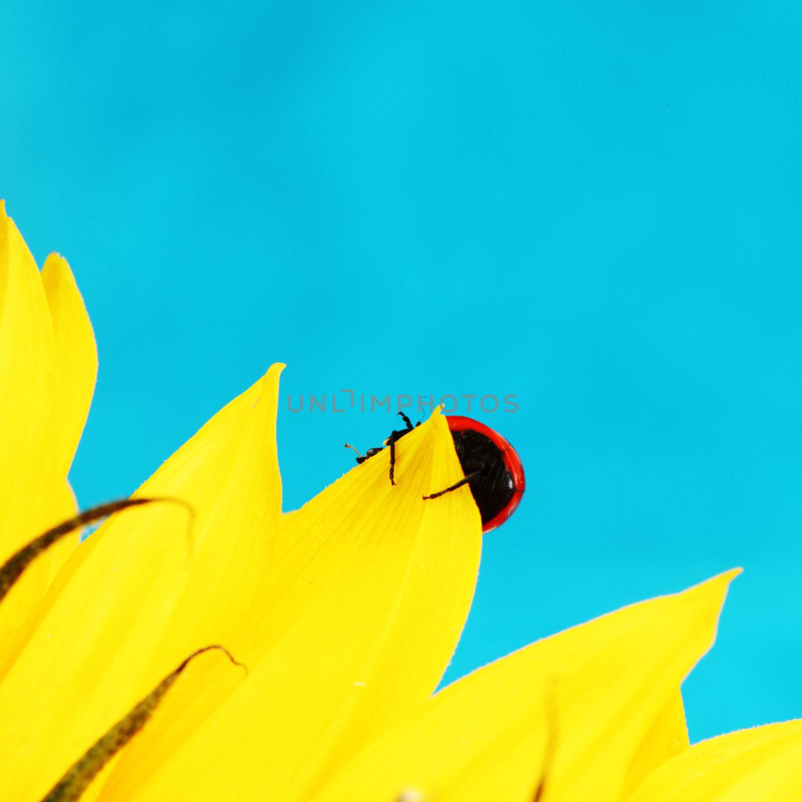 ladybug on sunflower blue background