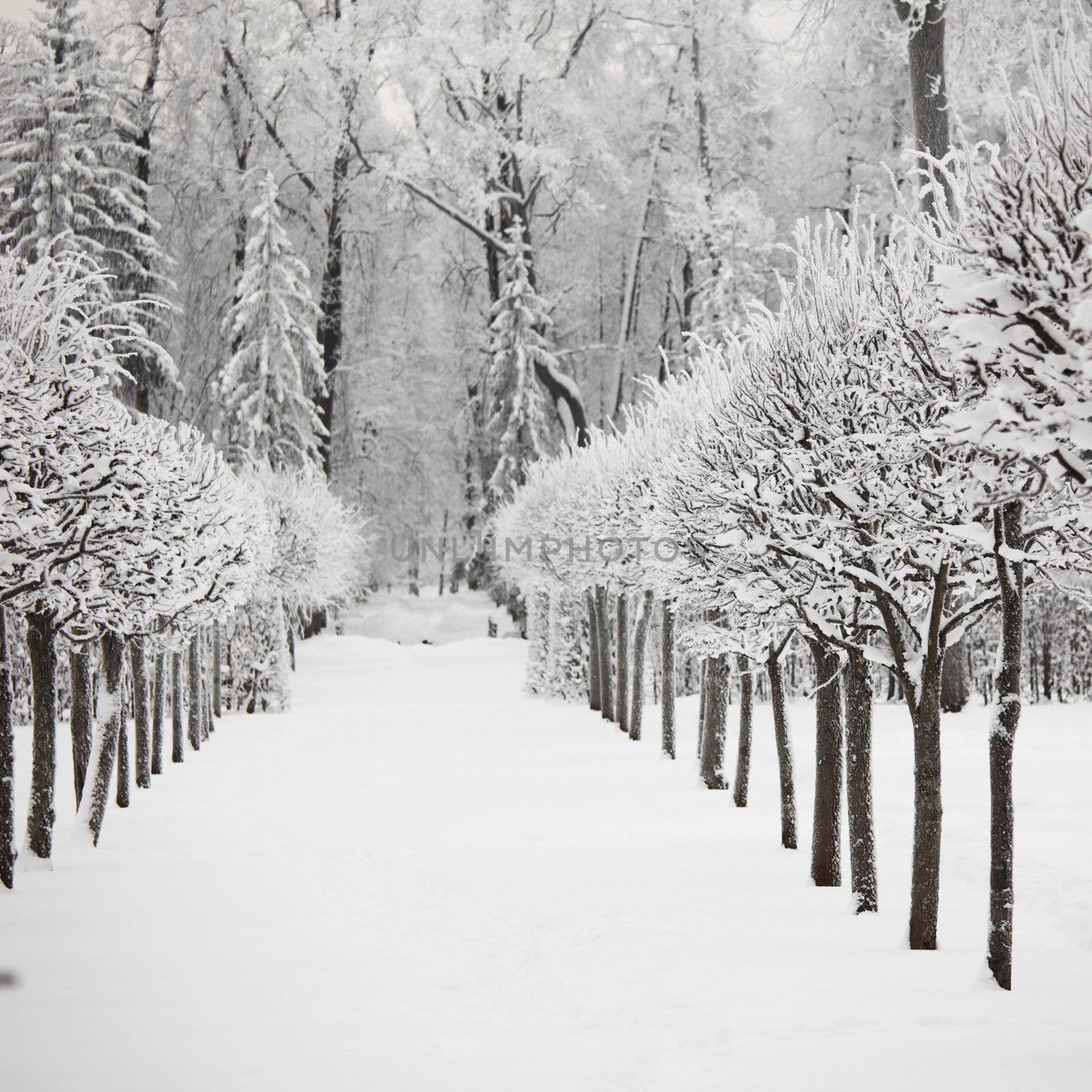  winter trees on snow white background