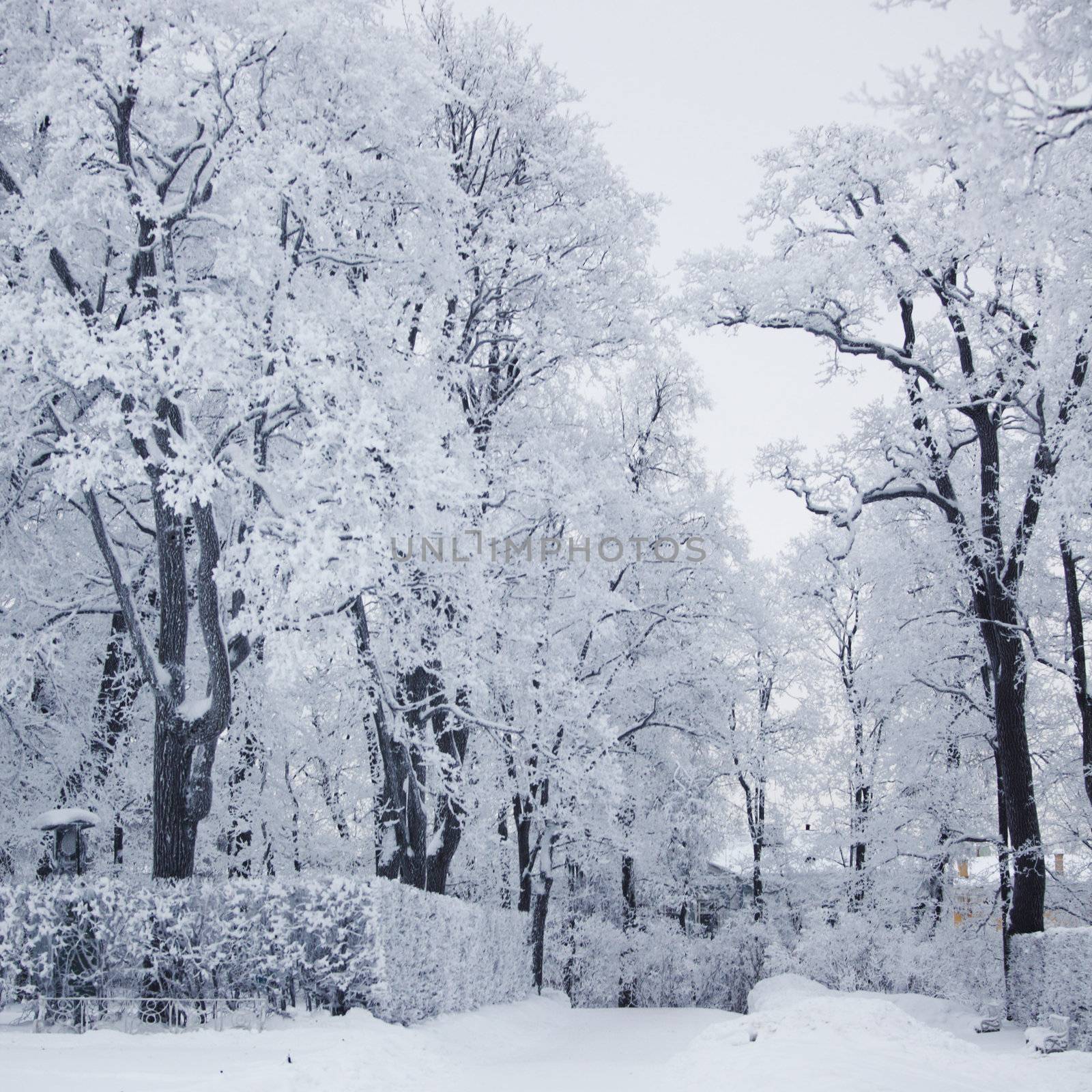  winter trees on snow white background