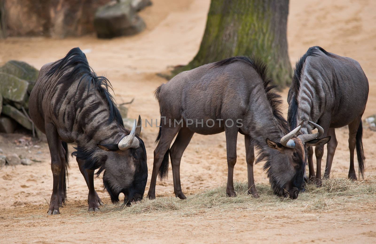 Grazing or pasturing wildebeests: animals from Africa
