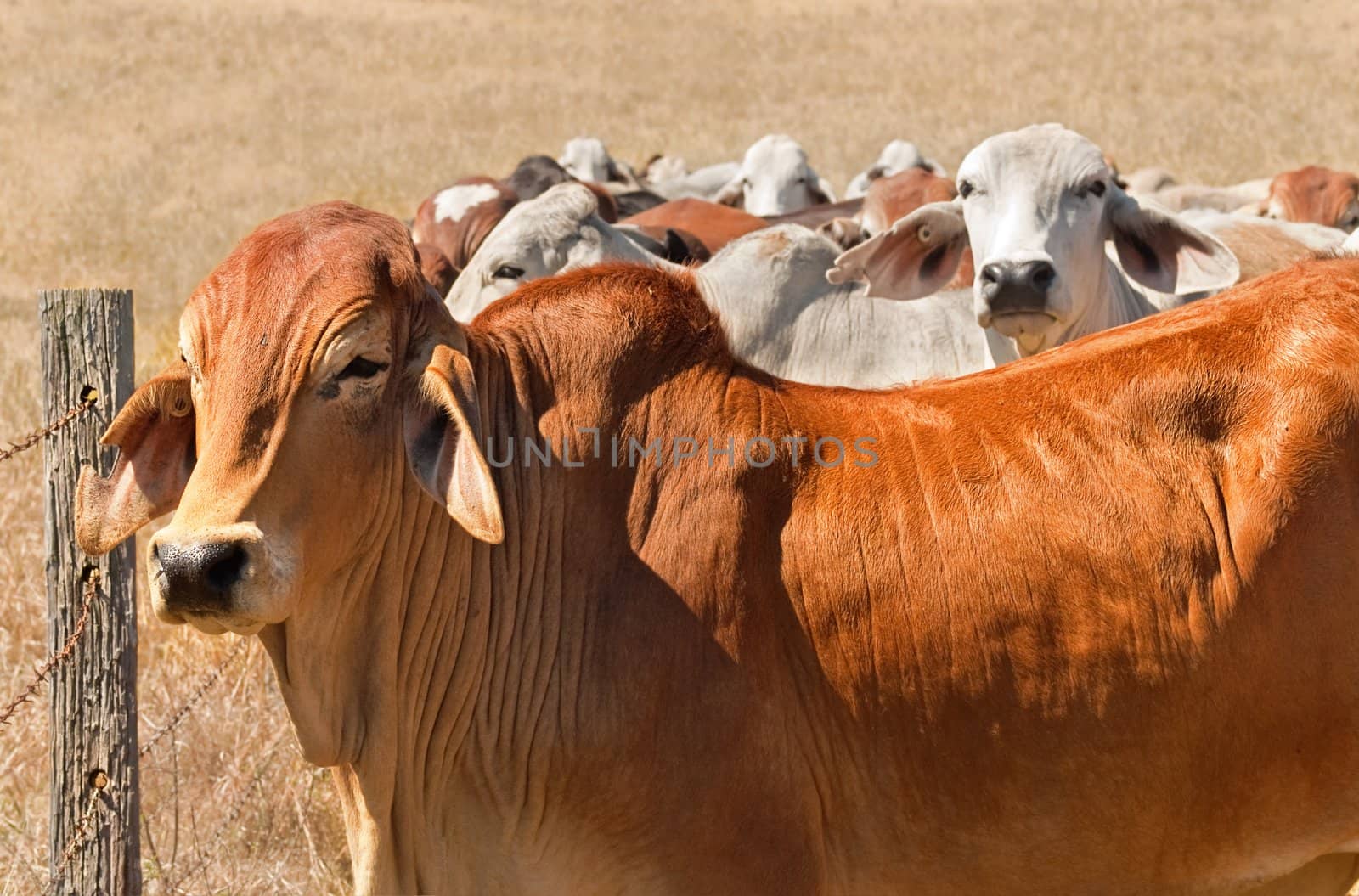 Australian beef cattle herd brown brahman cows live animals on ranch