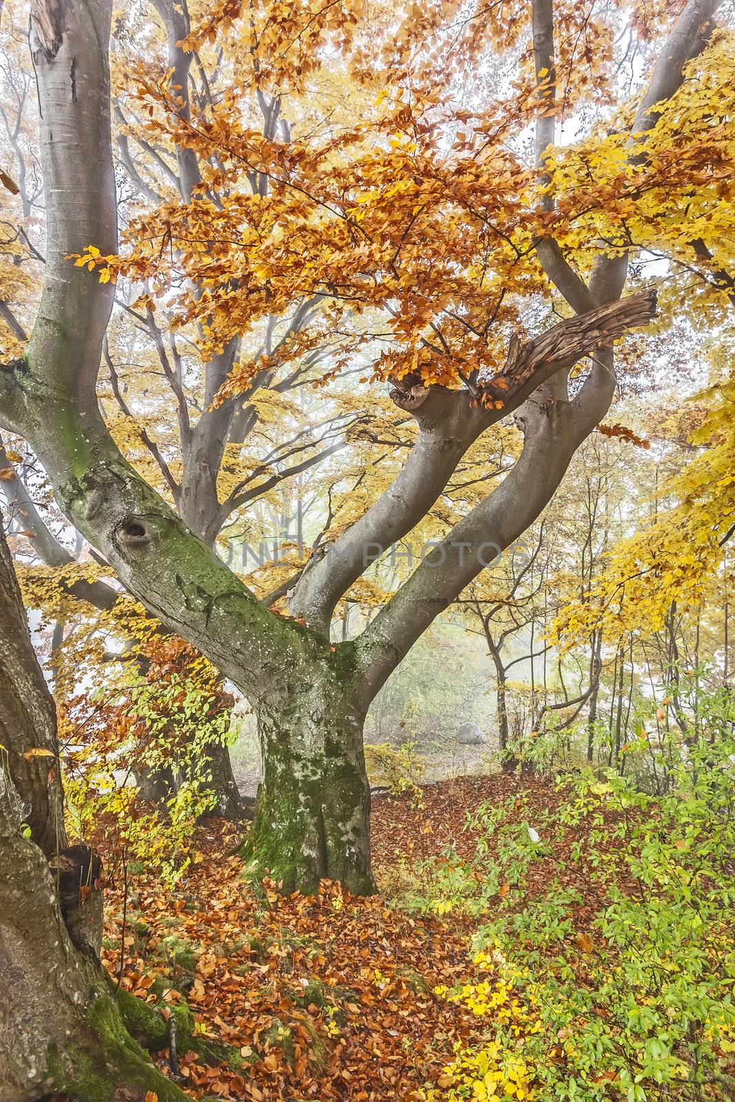 autumn scenery by magann