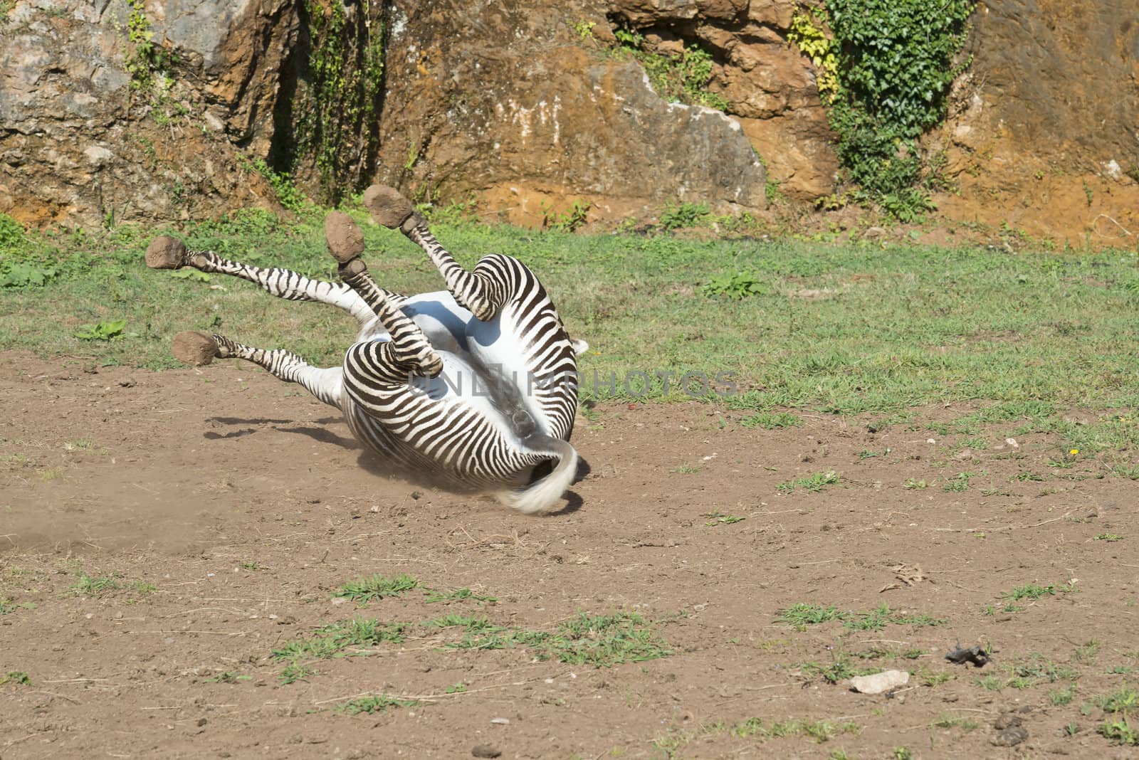 A beautiful African zebra in his natural environment