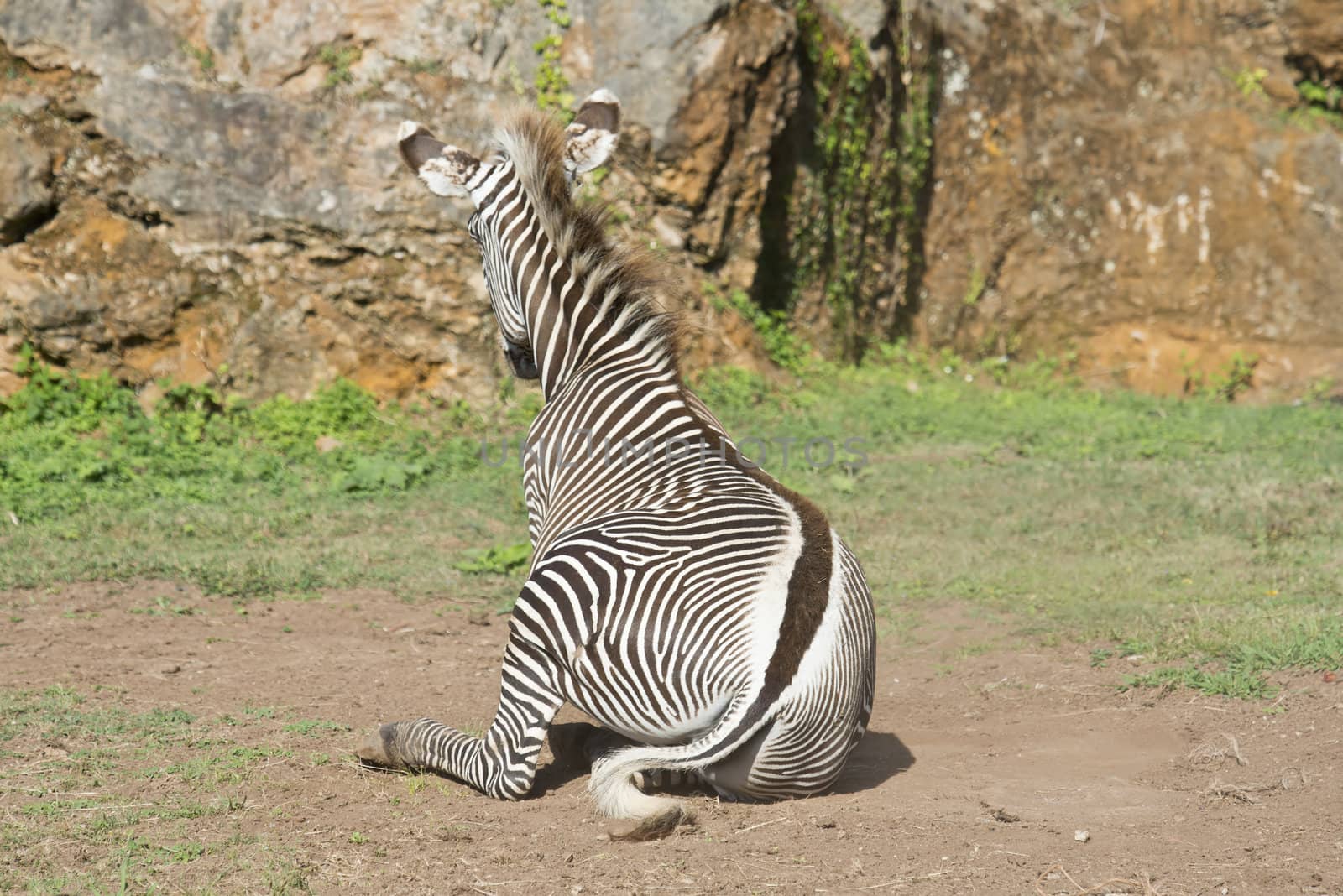 A beautiful African zebra in his natural environment