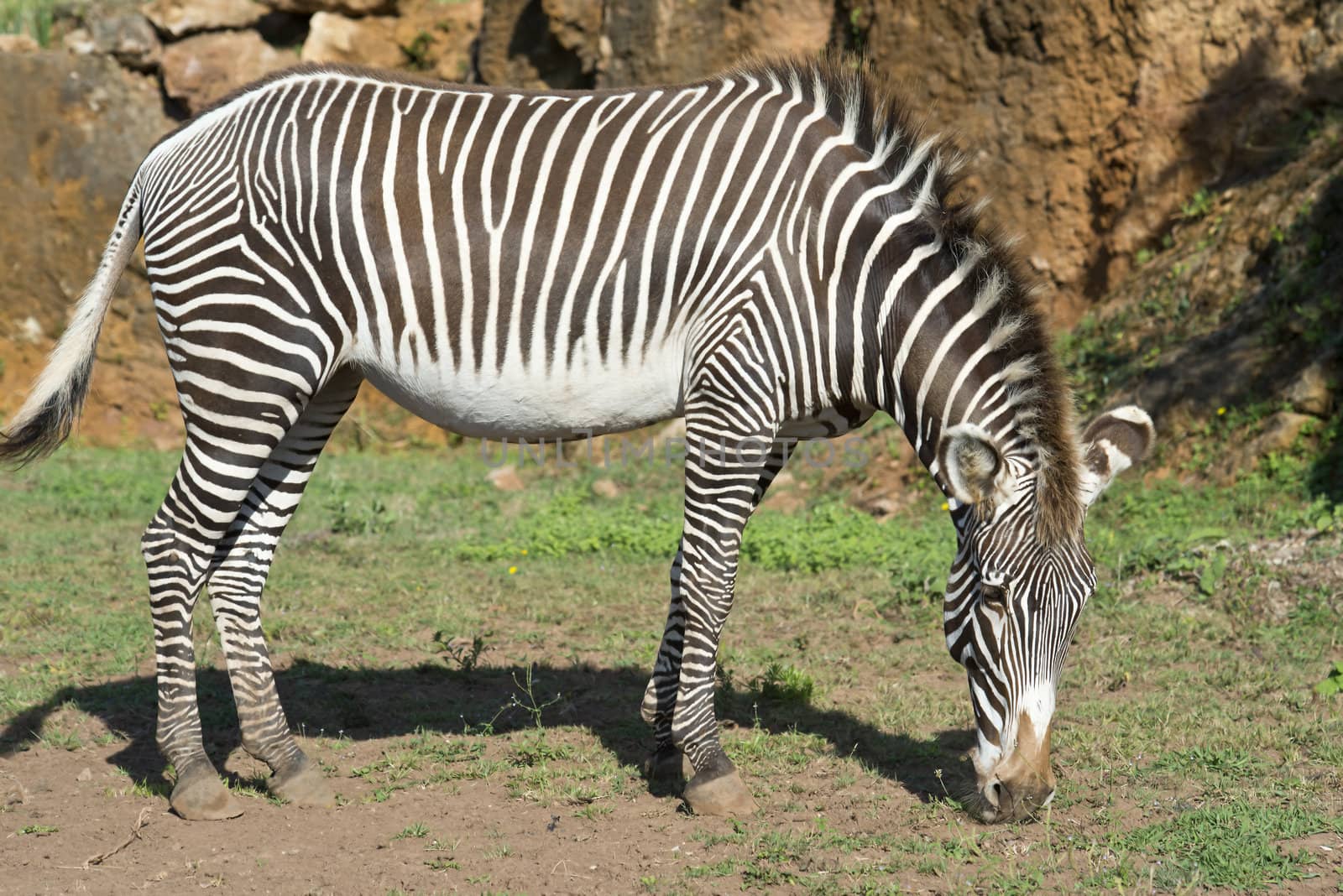 Zebra by angelsimon