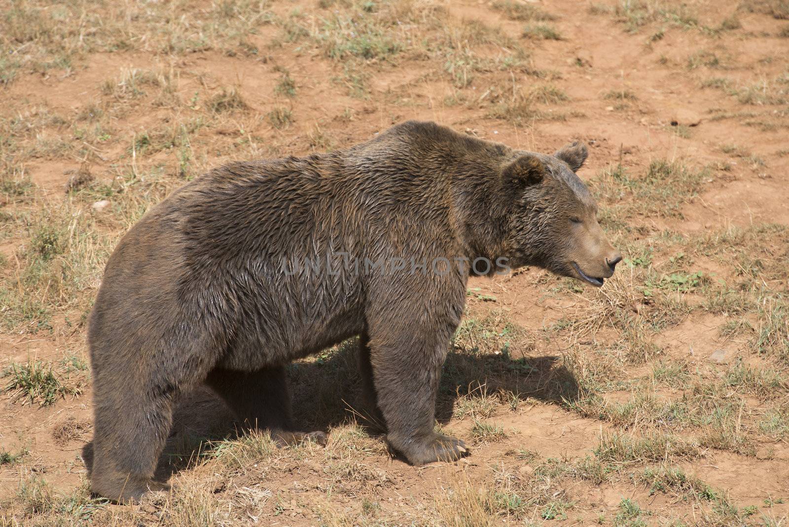 A big brown bear in his natural habitat.