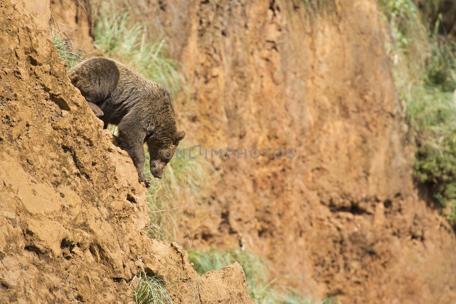 A brown bear climbing a cliff in his natural habitat.