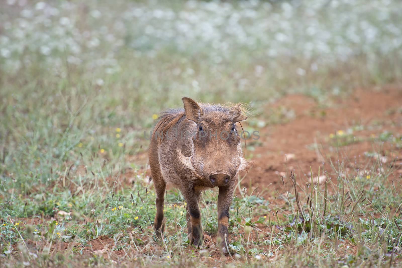 Warthog by angelsimon