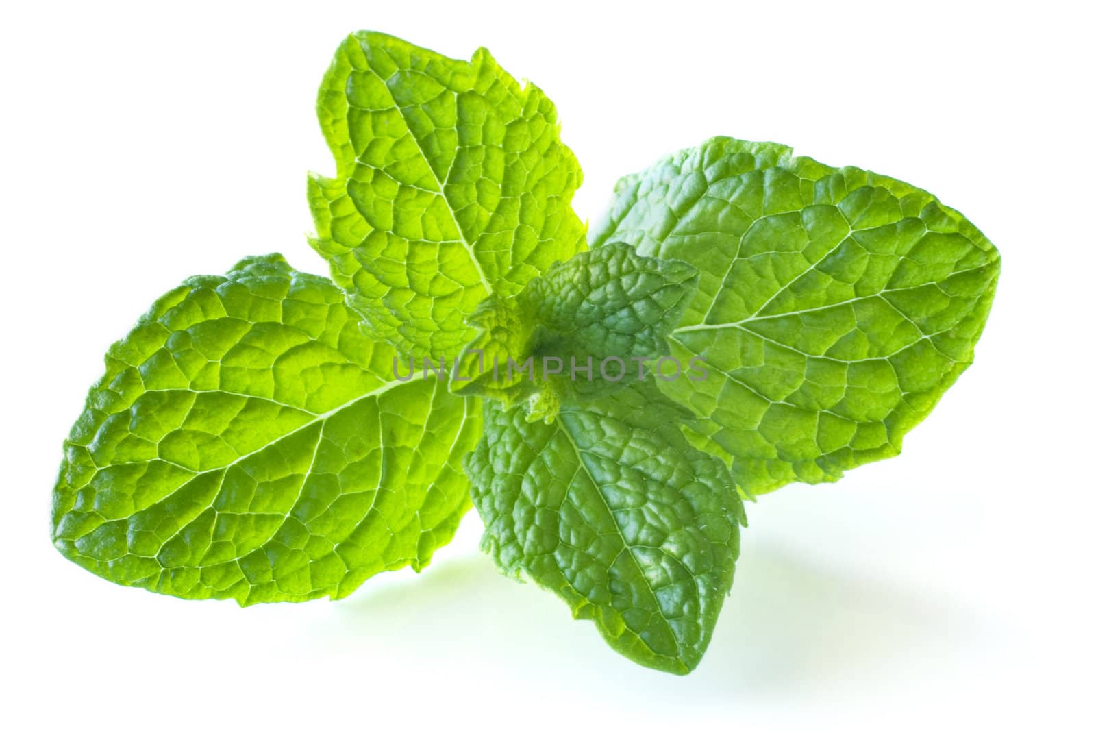 Sprig of mint, isolated on white, with soft natural shadow.