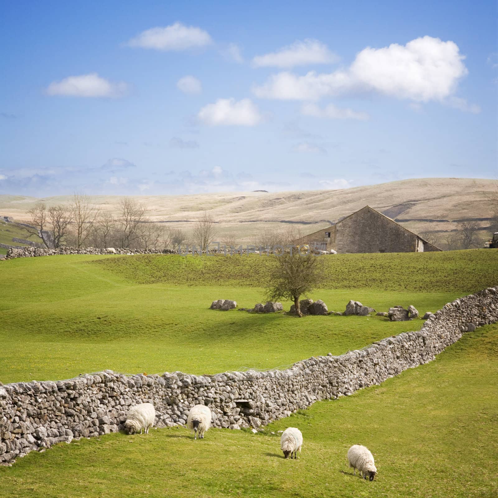 English Yorkshire Dales in early spring, with a dry stone wall and four sheep in a row.