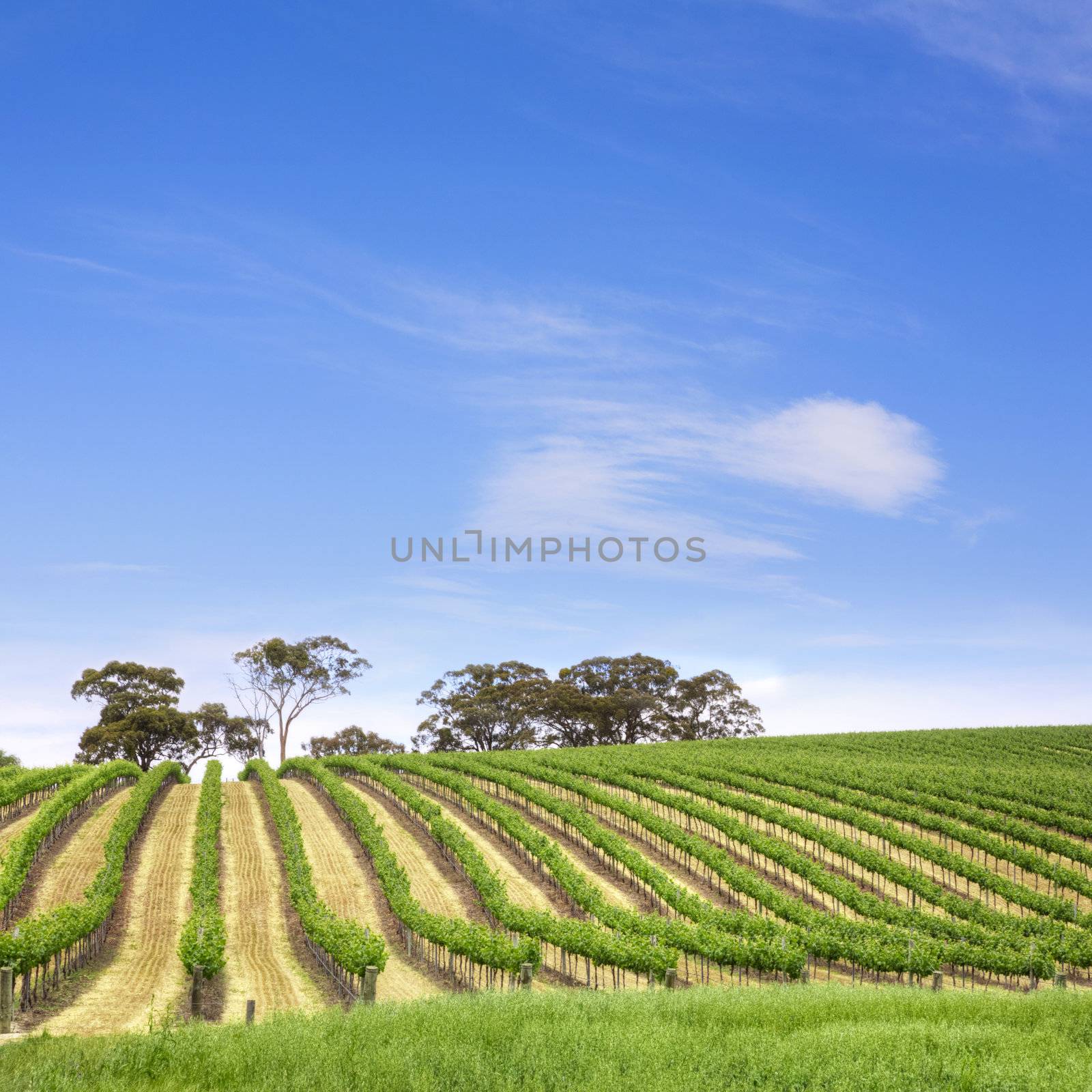 Vineyard South Australia Square by Travelling-light
