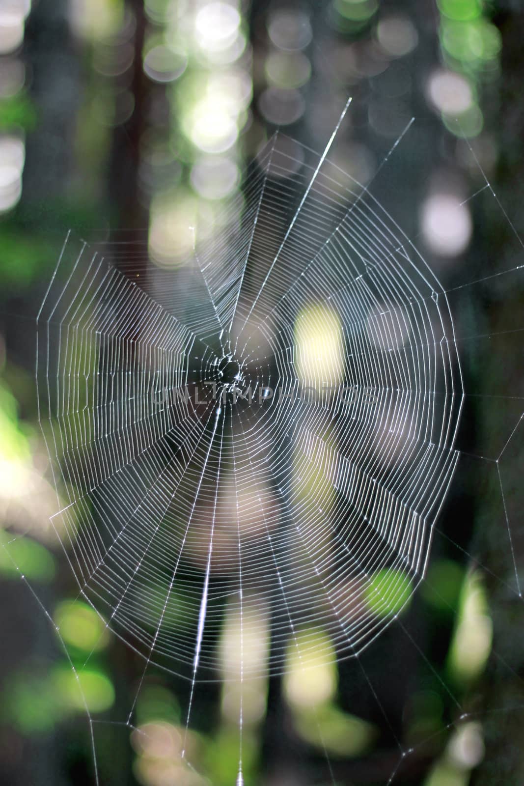 Empty net in the forest waiting for the master