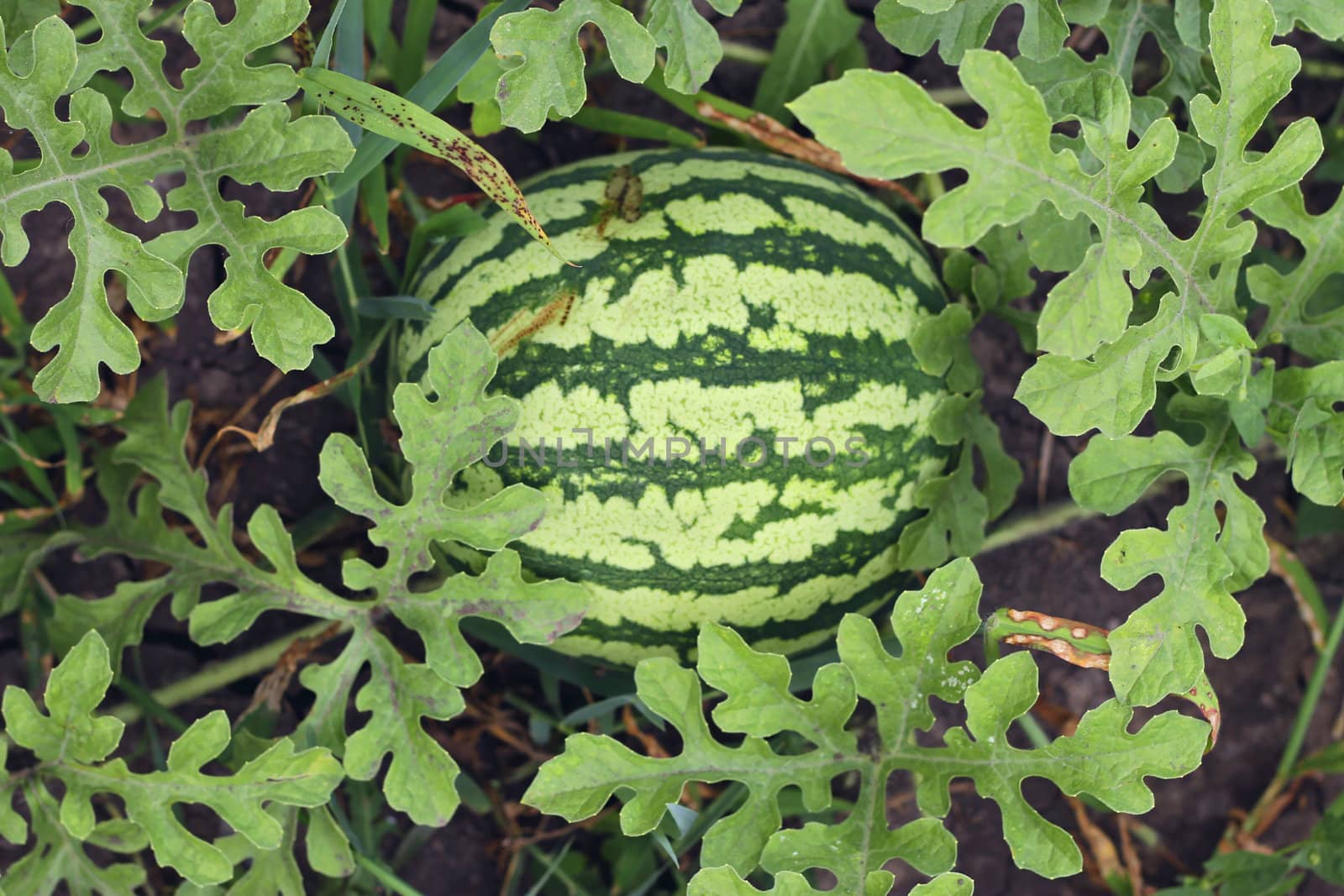 Watermelon growing in the garden laying on the ground