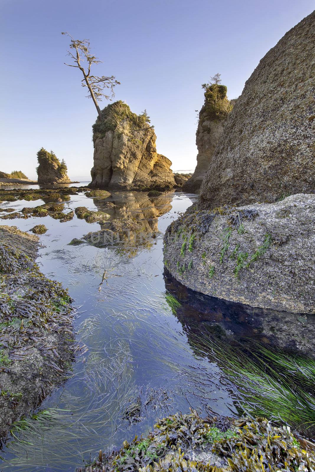 Pig and Sows Rock in Garibaldi Oregon at Low Tide Vertical by jpldesigns