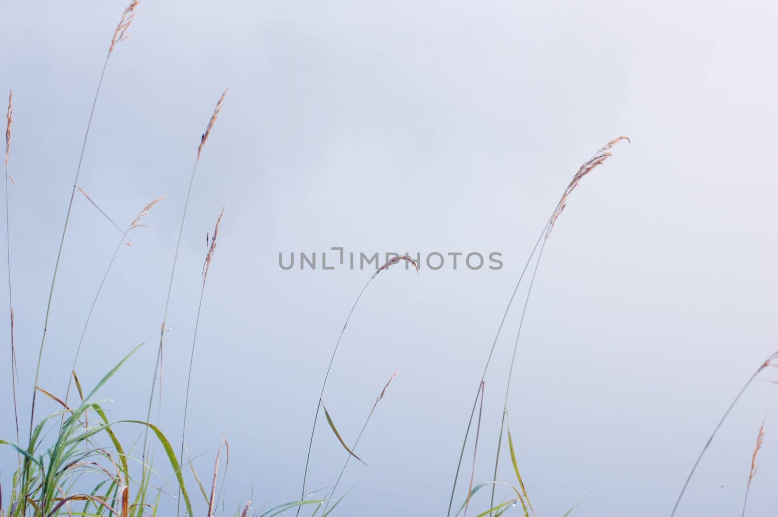 Green grass on the shore of the lake in the erly morning