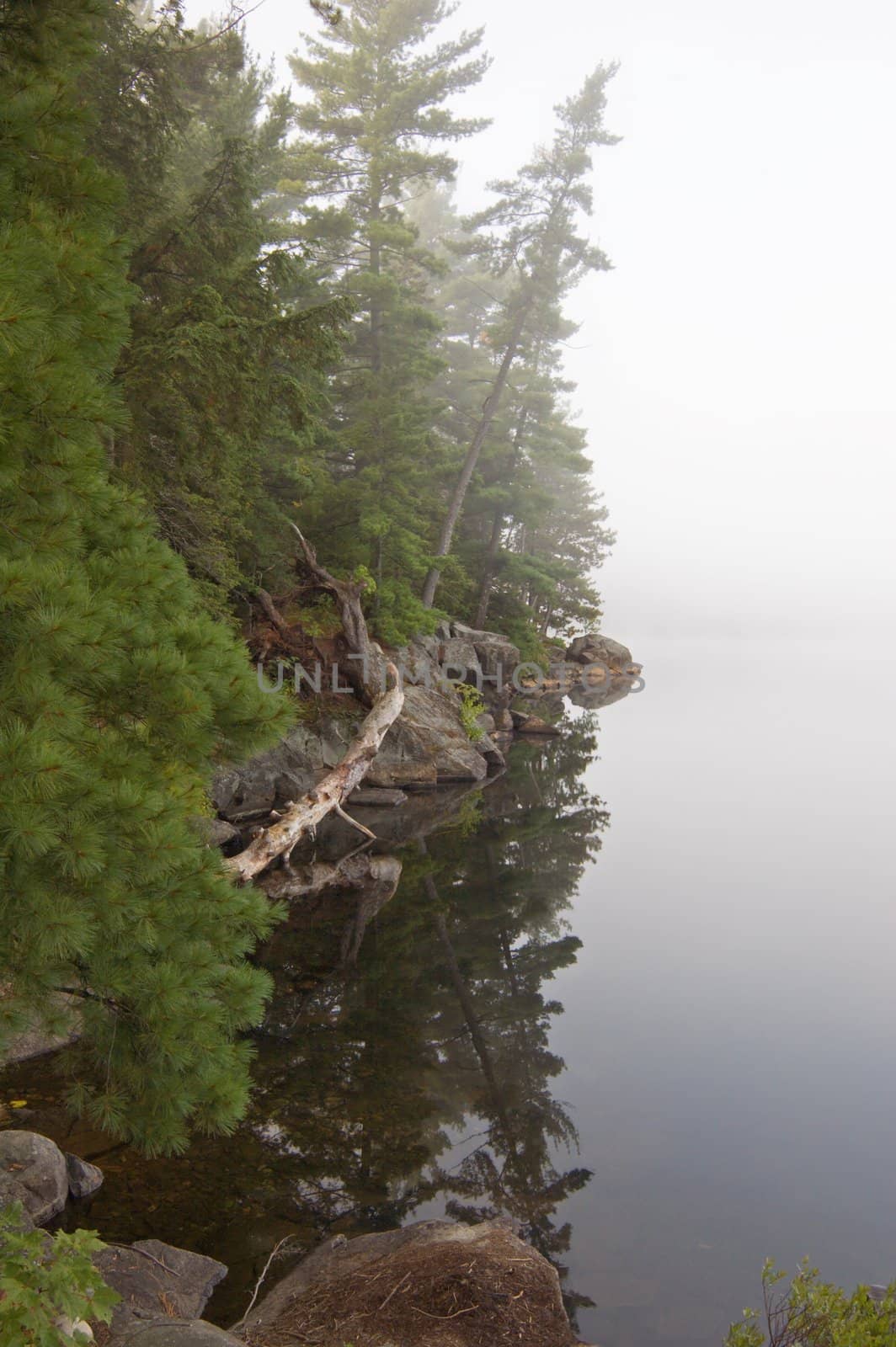 Fog above forest lake in Killarney Park in the morning