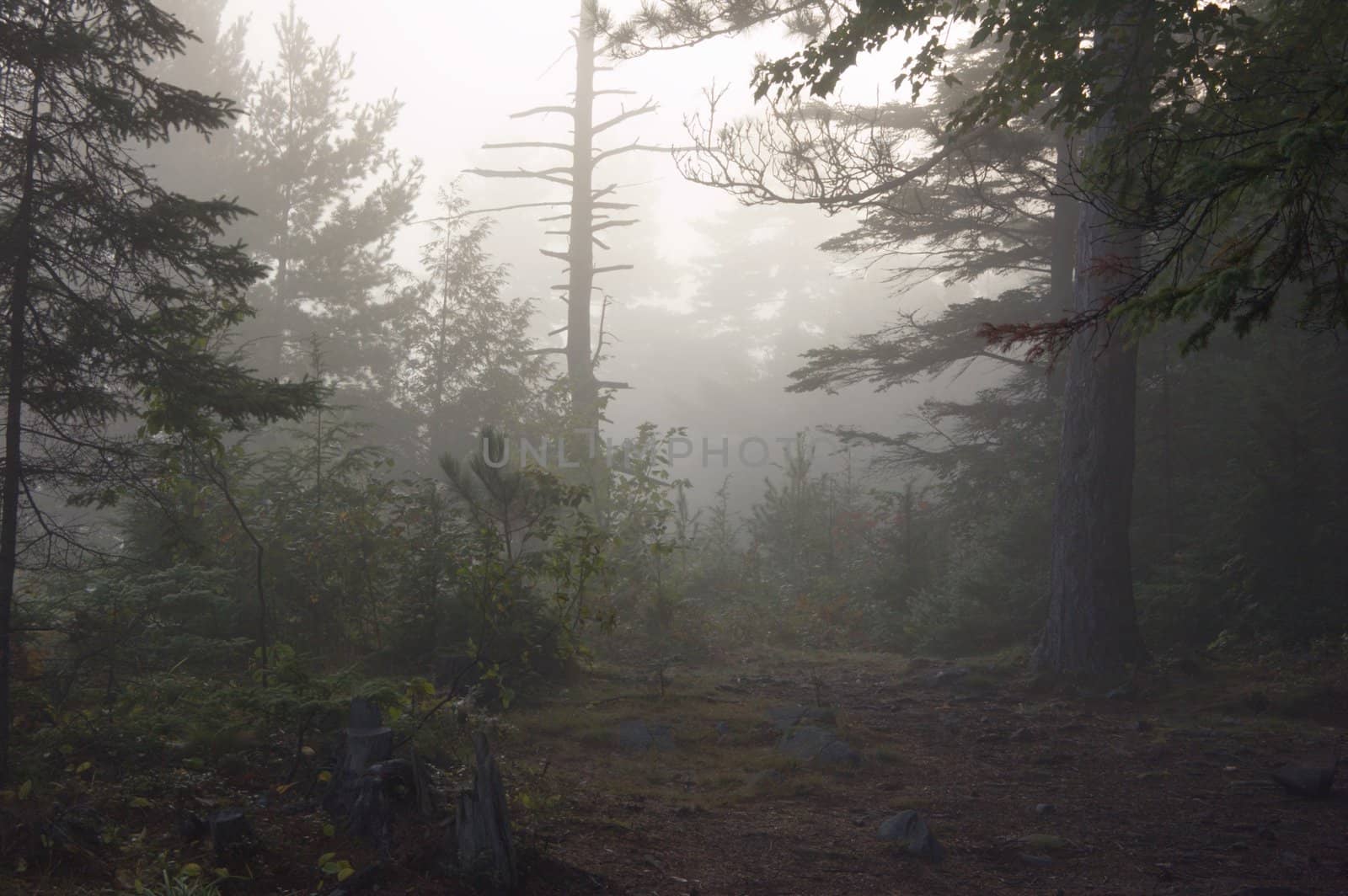 Early morning in forest of Killarney Park
