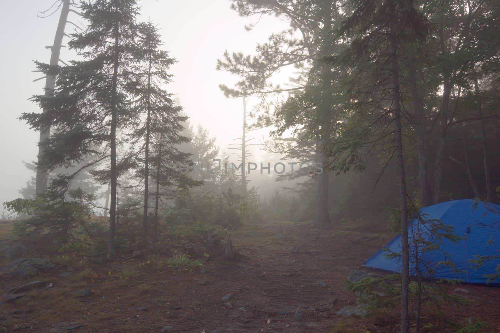 Early morning in forest of Killarney Park