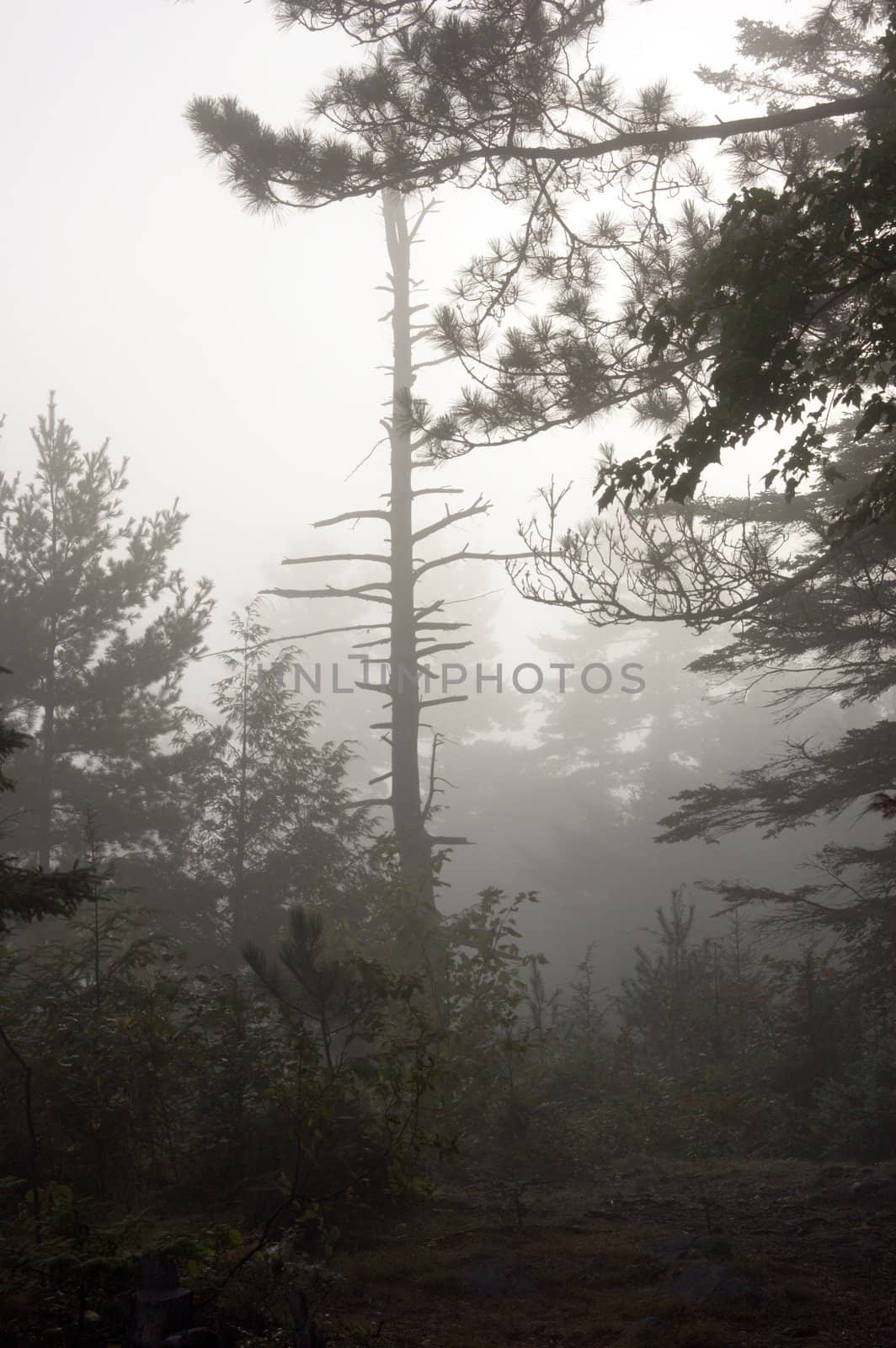 Early morning in forest of Killarney Park