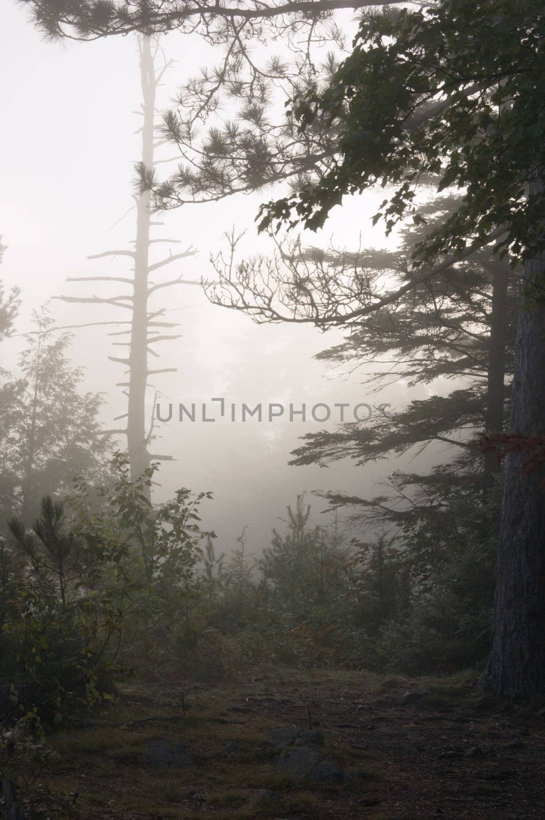 Early morning in forest of Killarney Park