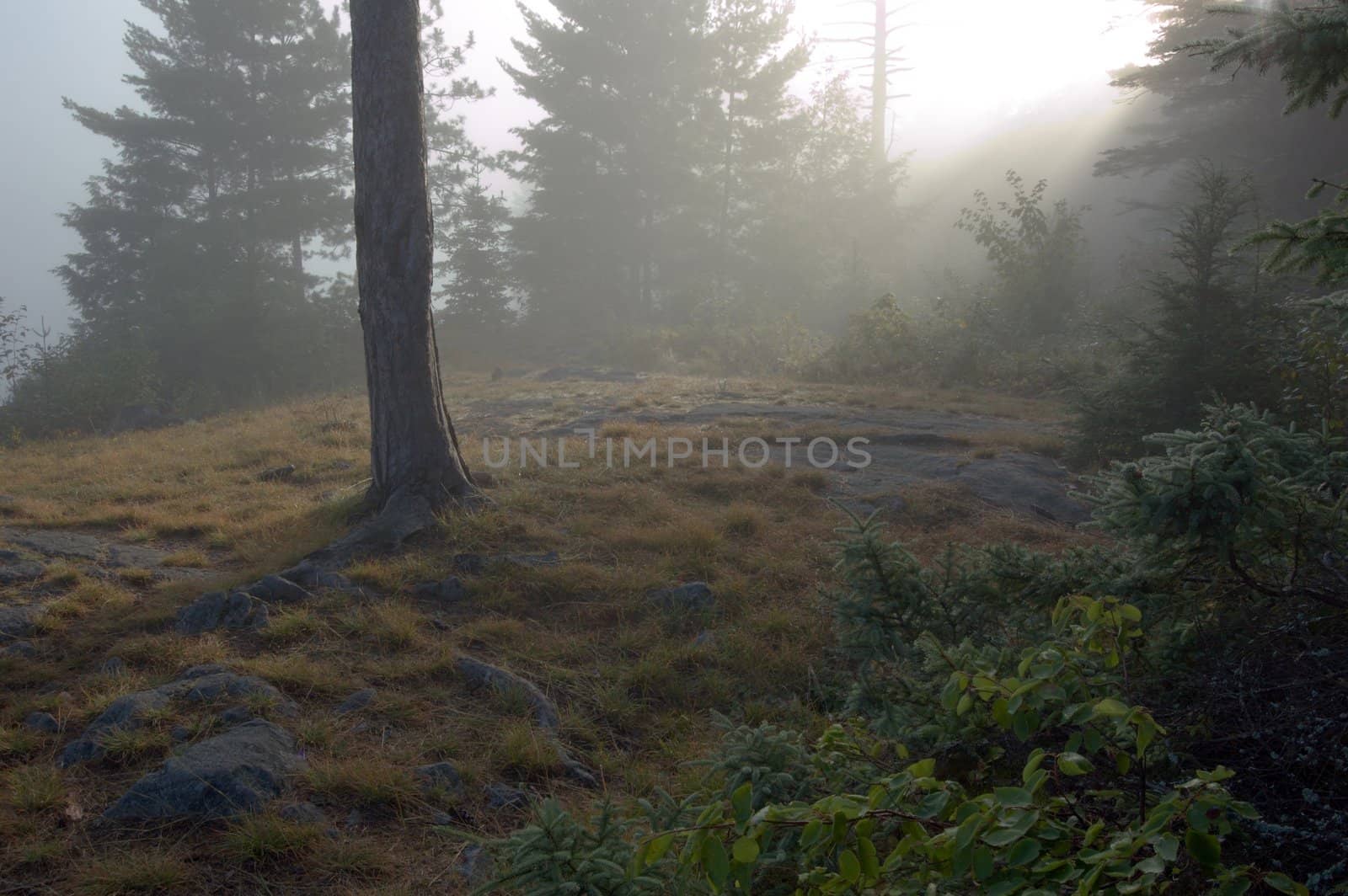 Early morning in forest of Killarney Park