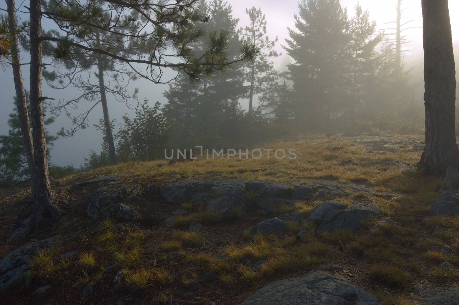 Early morning in forest of Killarney Park