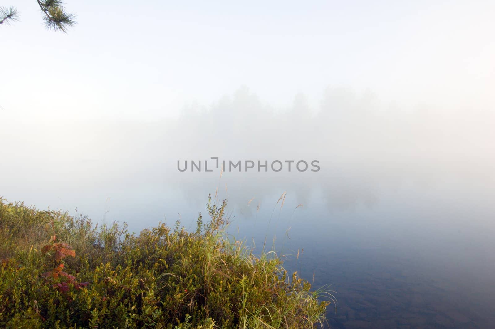 Green grass on the shore of the lake in the early morning